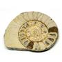 Limestone Ammonite Fossil Jurassic Great Britain 16986