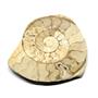 Limestone Ammonite Fossil Jurassic Great Britain 16992