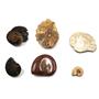 Ammonite, Nautilus & Goniatite Fossil Lot 17056
