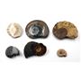 Ammonite, Nautilus & Goniatite Fossil 17057