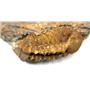TRILOBITE Phacops Fossil Pennsylvania 387 Million Years Old #17502