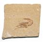Carpopenaeus Genuine Fossil Shrimp Prawn 95 MYO 6o  #17510