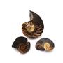 Eutrephoceras Lot of 3 Nautilus Fossil Late Cretaceous Montana #17544