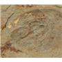 Olenellus Trilobite Fossil Lot 510 Million Years Old Nevada #17570