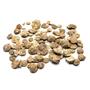 Lot of Unprepared Astrodapsis Starfish Fossils #17596