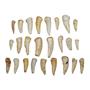 Enchodus Fish Tooth Fossil Dinosaur Age 1/2 to 1 1/2  inch lot of 25  #14054