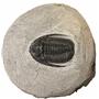 Cornuproetus Trilobite Fossil Morocco #14066