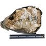 UNPREPARED Hyracodon Upper Skull Fossil  #18155