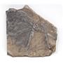 Traumatocrinus Hsui Crinoid Fossil Triassic #18173