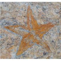Starfish Fossil Ordovician 450 Million Years Ago Morocco #13431 3#3o