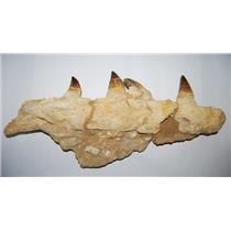 MOSASAUR Dinosaur Genuine Jaw Fossil with Teeth #13444 10.5#