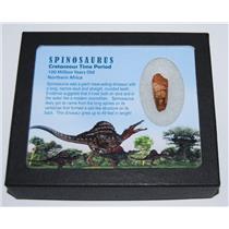 Spinosaurus Dinosaur Tooth Fossil (ONE) w/ Display box 11896