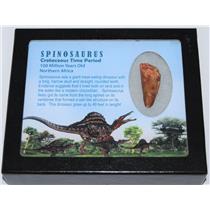 Spinosaurus Dinosaur Tooth Fossil w/ Display box LDB & COA #11896 15o