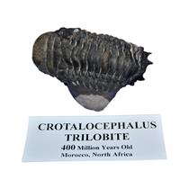 Crotalocephalus TRILOBITE Fossil Morocco 400 Million Years old #13096 14o