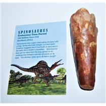 Spinosaurus Dinosaur Tooth Fossil 3.761 inch #13151