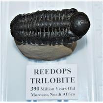Reedops TRILOBITE Fossil Morocco 390 Million Years old #13325 18o