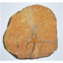 Brittle Star Fossil 450 Million Years Old Morocco #13339 39o