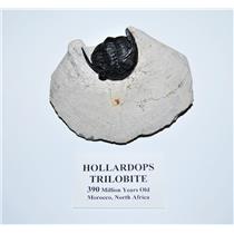 Hollardops TRILOBITE Fossil 390 Million Years old #13597 18o
