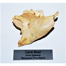 CAVE BEAR Jaw Fossil Extinct Pleistocene - Juvenile - w/ Display Label #13706 4o