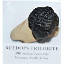 Reedops TRILOBITE Fossil Morocco 390 Million Years old #13844 11o