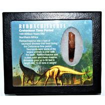 Rebbachisaurus Sauropod Dinosaur Tooth Fossil 1.965 w/ Display Box MDB 14178 13o