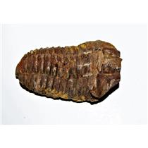 Flexicalymene TRILOBITE 1 1/2-2 Inch "C" Grade REAL Fossil Morocco 450 MYO