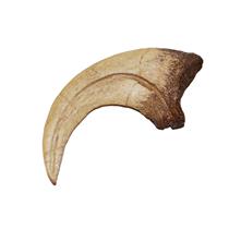 DEINONYCHUS Dinosaur Claw Cast (Replica) - Not Real Fossil #12873 4o