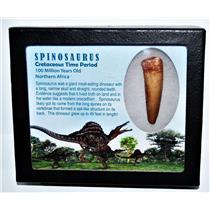 SPINOSAURUS Dinosaur Tooth Fossil 2.243 inch w/ Info Card LDB #14414 14o