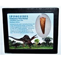 SPINOSAURUS Dinosaur Tooth Fossil 1.866 inch w/ Info Card LDB #14416 14o