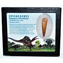 SPINOSAURUS Dinosaur Tooth Fossil 2.108 inch w/ Info Card LDB #14417 14o