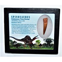 SPINOSAURUS Dinosaur Tooth Fossil 1.946 inch w/ Info Card LDB #14418 14o