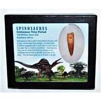 SPINOSAURUS Dinosaur Tooth Fossil 1.677 inch w/ Info Card LDB #14420 14o