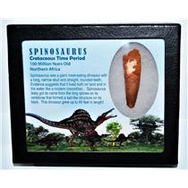 SPINOSAURUS Dinosaur Tooth Fossil 2.231 inch w/ Info Card LDB #14424 14o