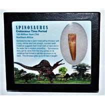 SPINOSAURUS Dinosaur Tooth Fossil 1.793 inch w/ Info Card LDB #14427 14o