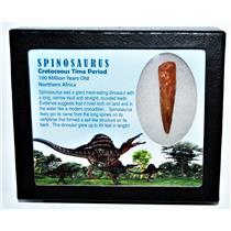 SPINOSAURUS Dinosaur Tooth Fossil 2.156 inch w/ Info Card LDB #14429 14o
