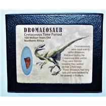 Dromeosaur Raptor Dinosaur Tooth Fossil .593 inch w/ Display Box SDB #14433 11o