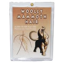 WOOLLY MAMMOTH Genuine Hair w/ COA PLEISTOCENE for Fossil Collectors #10187 5o