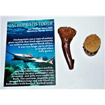 Onchopristis Vertebra & Tooth Fossil 2  inches 100 MYO 14569 5o