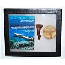 Onchopristis Sawfish Vertebra & Tooth Fossil w/ Display Box 15o 14578