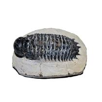 Crotalocephalus TRILOBITE Fossil Morocco 400 Million Years old #13570 17o