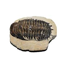 Crotalocephalus TRILOBITE Fossil Morocco 400 Million Years old #13571 16o