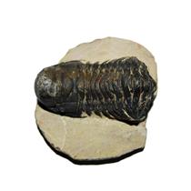 Crotalocephalus TRILOBITE Fossil Morocco 400 Million Years old #13573 12o