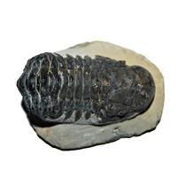 Crotalocephalus TRILOBITE Fossil Morocco 400 Million Years old #13576 14o