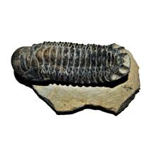 Crotalocephalus TRILOBITE Fossil Morocco 400 Million Years old #13816 17o