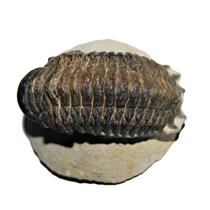Crotalocephalus TRILOBITE Fossil Morocco 400 Million Years old #13818 19o
