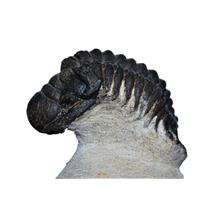 Crotalocephalus TRILOBITE Fossil Morocco 400 Million Years old #13819 13o