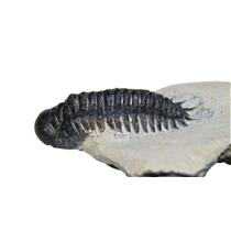 Crotalocephalus TRILOBITE Fossil Morocco 400 Million Years old #13834 10o