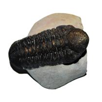 Reedops TRILOBITE Fossil Morocco 390 Million Years old #13846 18o
