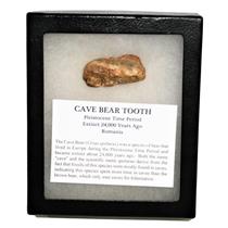 CAVE BEAR Tooth Fossil Extinct Pleistocene - w/ Display Box MDB #14882 12o