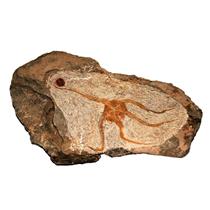 Brittle Star Fossil 450 Million Years Old Morocco #14893 31o